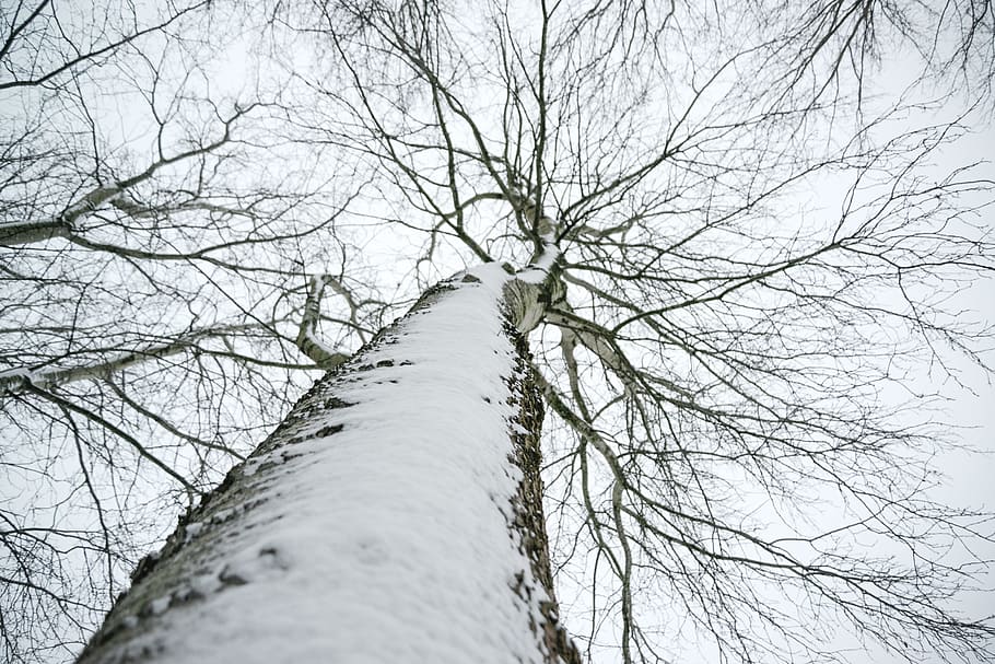 baix, foto d'angle, neu, cobert, sec, arbre, bedoll, fred, medi ambient, bosc, gelades, gelada, congelat, gel, tir en angle baix, natural, naturalesa, a l'aire lliure, parc, temporada, alt, branques dels arbres, tronc, branques, temps, hivern, fusta, arbre nu, branca, planta, cap gent, tronc de l'arbre, temperatura de fred, cel, vista d’angle baix, tranquil·litat, terra, escenics - natura, dia, bellesa a la natura, directament a sota, copa de l'arbre, Pol · lució, 5K