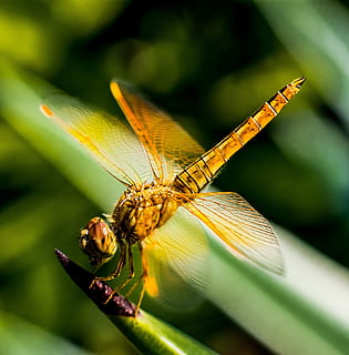 libellula marrone, libellula, insetto, vicino, invertebrato, fauna selvatica, temi animali, animale, animali allo stato selvatico, un animale, avvicinamento, ala animale, pianta, giorno, natura, concentrarsi sulle conoscenze acquisite, nessuno, all'aperto, messa a fuoco selettiva, bellezza nella natura, parte vegetale, colore verde, occhio animale, 2K, CC0, dominio pubblico, privo di copyright