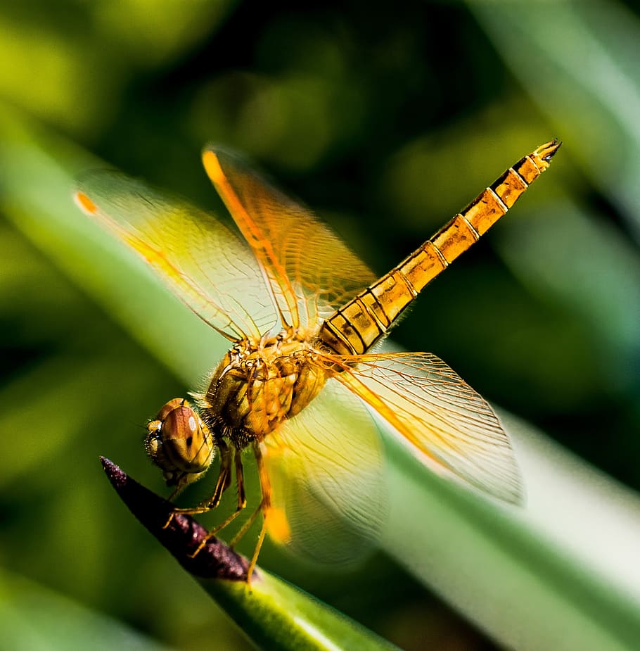libellula marrone, libellula, insetto, vicino, invertebrato, fauna selvatica, temi animali, animale, animali allo stato selvatico, un animale, avvicinamento, ala animale, pianta, giorno, natura, concentrarsi sulle conoscenze acquisite, nessuno, all'aperto, messa a fuoco selettiva, bellezza nella natura, parte vegetale, colore verde, occhio animale, 2K