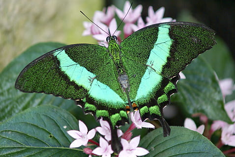 kupu-kupu, lembar, bug, alam, sayap, bunga-bunga, menanam, daun, bagian tanaman, bunga, keindahan di alam, pertumbuhan, tanaman berbunga, merapatkan, tema binatang, satwa liar hewan, warna hijau, serangga, binatang di alam liar, tidak ada orang, invertebrata, hewan, kerentanan, satu binatang, kupu-kupu - serangga, sayap binatang, di luar rumah, kepala bunga, penyerbukan, 4K, CC0, domain publik, bebas royalti