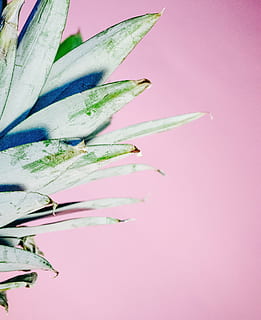 primer pla, foto, corona de pinya, rosa, superfície, pinya, postres, aperitiu, fruita, suc, frescor, planta, flor, color rosa, cap gent, planta amb flors, creixement, tir de l'estudi, bellesa a la natura, naturalesa, a l'interior, còpia espai, fragilitat, fons de colors, vulnerabilitat, fons rosa, color verd, benestar, menjar, porpra, cap de flor, 4K, CC0, domini públic, lliure de regalies