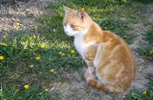 oransje, tabby, katt, sitter, gressfoto, gress, sti, plen, løvetann, dyr, vakker, hage, natur, hyggelig, myk, fluffy, søt, kjæledyr, dyre temaer, pattedyr, ett dyr, innenlands, husdyr, virveldyr, feline, huskatt, felt, ingen folk, land, anlegg, ser, dag, værhår, ingefær katt, 720P, CC0, offentlig domene, opphavsrett gratis