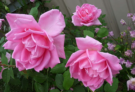 profumato, alto, rosa, fiore, colore rosa, petalo, nessuno, peonia, pianta fiorita, bellezza nella natura, pianta, vulnerabilità, fragilità, infiorescenza, crescita, freschezza, testa di fiore, avvicinamento, natura, giorno, foglia, parte vegetale, all'aperto, 2K, CC0, dominio pubblico, privo di copyright