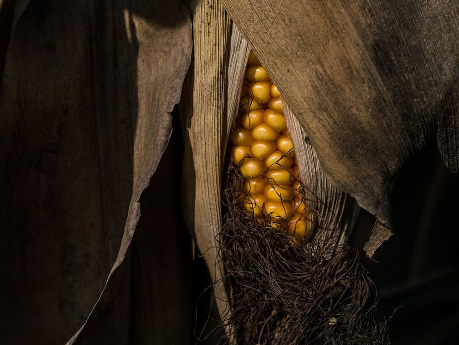blat de moro, tardor, sec, menjar i beguda, menjar, groc, primer pla, alimentació saludable, material de fusta, fruita, una persona, benestar, frescor, part del cos humà, naturalesa, a l'aire lliure, vegetals, agricultura, arbre, planta, adult, 4K