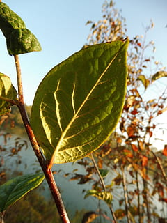 cotoneaster de fulla de punta, full, fulles, part de la planta, planta, creixement, primer pla, naturalesa, bellesa a la natura, color verd, centrar-se en primer pla, dia, cap gent, a l'aire lliure, arbre, tardor, tija de la planta, vena de la fulla, vulnerabilitat, fragilitat, tranquil·litat, vista d’angle baix, canvi, 2K, CC0, domini públic, lliure de regalies