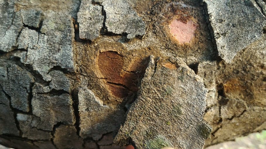 tronc, naturalesa, volant, shell, arbre, Brasil, cor, paisatge, ecologia, fusta, textura, primer pla, cap gent, dia, fons, marc complet, aspre, tronc de l'arbre, història, artesania, a l'aire lliure, patró, paret, enfocament selectiu, art i artesania, el passat, talla - producte artesanal, funció de construcció de parets, civilització antiga, 4K