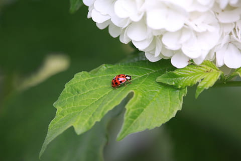 raudona, ladybug perching, žalias, lapuotas, augalų, Boružė, Hortenzija, lapai, pavasaris, sodas, šviesus, dekoratyvinis krūmas, Hortenzija gėlė, žydi, vabzdys, vabalas, bestuburiai, augalų dalis, gyvūnas, gyvūnų temos, gyvūnų gyvūnija, Iš arti, žalia spalva, pobūdį, gyvūnams, gėlė, vienas gyvūnas, žydintys augalai, grožis gamtoje, nėra žmonių, lauke, mažas, gėlių galva, 5K, CC0, Viešasis domenas, nemokamai