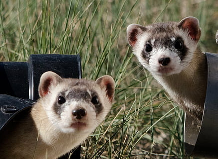 fotografia naturalistica, meercats, furetti dai piedi neri, analizzare, cercare, guardare, Due, carina, teste, natura, animali, ritratto, peloso, animale, mammifero, furetto, temi animali, fauna selvatica, guardando la fotocamera, gruppo di animali, pianta, vertebrato, due animali, animali allo stato selvatico, baffo, nessuno, giorno, erba, concentrarsi sulle conoscenze acquisite, avvicinamento, 1080P, CC0, dominio pubblico, privo di copyright