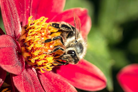 hoverfly, dung fly, insect, nectar search, collect nectar, dahlia, mignon-dahlia, red, animal, flower, nature, flowering plant, bee, petal, animal themes, invertebrate, beauty in nature, one animal, flower head, animal wildlife, fragility, freshness, animals in the wild, vulnerability, plant, close-up, pollination, growth, pollen, bumblebee, no people, honey bee, outdoors, 4K, CC0, public domain, royalty free