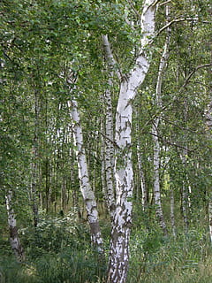 berk, stam, Bos, boom, logboek, fabriek, groei, land-, groene kleur, kalmte, schoonheid in de natuur, natuur, boomstam, romp, geen mensen, dag, niet-stedelijke scène, rustige scène, tak, buitenshuis, scenics - natuur, lage hoekweergave, bos-, 2K, CC0, publiek domein, royaltyvrij