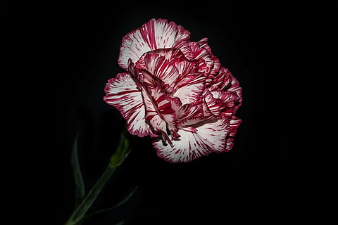 flors, clavell, creatiu, naturalesa, planta, flor, pètal, vermell, planta amb flors, inflorescència, cap de flor, frescor, fragilitat, vulnerabilitat, bellesa a la natura, fons negre, primer pla, creixement, tir de l'estudi, a l'interior, cap gent, tallar, pol·len, 5K, CC0, domini públic, lliure de regalies