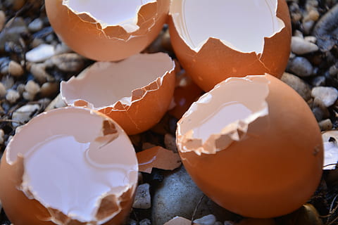 ouăle, spart, gol, alimente, eggshell, mancare si bautura, ou, a închide, coajă, prospeţime, nici o persoana, crăpat, mâncat sănătos, să se concentreze asupra primelor elemente, gălbenuș de ou, vulnerabilitate, maro, în interior, fragilitate, natură moartă, bunăstare, ou animal, ispită, gustare, 5K, CC0, domeniu public, fără drepturi de autor