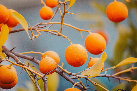 appelsiinit, oranssi hedelmiä, oranssi, hedelmä, puu, haara, terveellinen ruokavalio, ruoka, ruoka ja juoma, sitrushedelmä, oranssi väri, kasvu, tuoreus, keskittyä etualalle, ei ihmisiä, hyvinvointi, lähikuva, appelsiini, luonto, kasvi, päivä, hedelmäpuu, kypsä, ulkona, 4K, CC0, public domain, rojaltivapaa