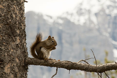 scoiattolo, montagne, natura, piccolo, animale, mammifero, alpino, altitudine, fauna, natura selvaggia, rockies, Canmore, bow valley, temi animali, fauna selvatica, un animale, albero, ramo, animali allo stato selvatico, vertebrato, nessuno, roditore, concentrarsi sulle conoscenze acquisite, pianta, tronco d'albero, all'aperto, tronco, montagna, arrampicata, giorno, 5K, CC0, dominio pubblico, privo di copyright