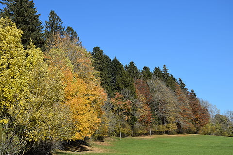 caure, bosc, groc, pre, arbres, planta, fullatge, fulles, fusta, paisatge, arbre, tardor, canvi, bellesa a la natura, escenics - natura, tranquil·litat, naturalesa, terra, escena tranquil·la, creixement, cel, color verd, cap gent, dia, medi ambient, escena no urbana, herba, a l'aire lliure, pi, arbre de coníferes, 5K, CC0, domini públic, lliure de regalies