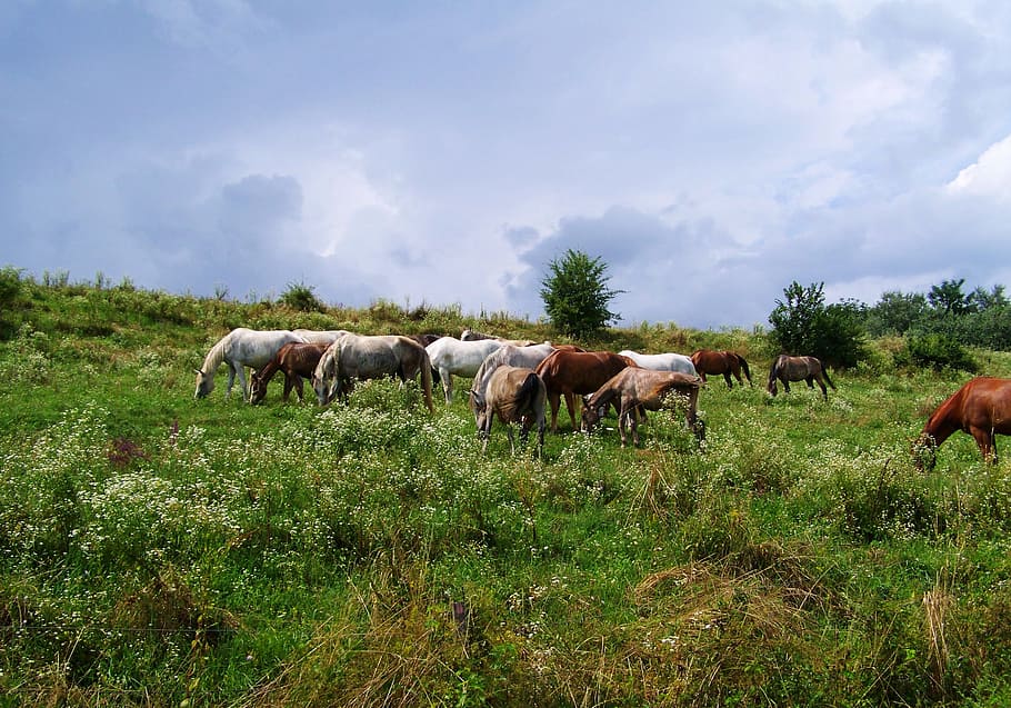 cavalls, pernil, ungulats, pasturatge, bestiar, herba, temes d'animals, animal, pastures, animals domèstics, mamífer, nacional, grup d’animals, mascotes, planta, terra, camp, vertebrats, núvol - cel, agricultura, cel, cap gent, paisatge, fauna animal, herbívors, 2K