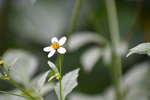 wildflower, mens, smuk, blomst, blomstrende plante, plante, friskhed, skønhed i naturen, skrøbelighed, vækst, sårbarhed, hvid farve, kronblad, tæt på, natur, plante del, blad, ingen mennesker, blomsterhoved, blomsterstand, dag, udendørs, fokus på forgrunden, forår, pollen, 5K, CC0, offentligt domæne, royaltyfrie