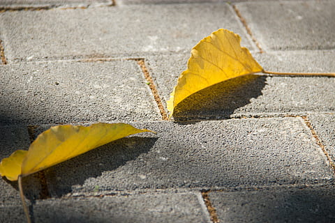 dues fulles seques, full, tardor, caure, sòl, fulla caiguda, paviment, vorera, groc, 叶子, 秋天, hoja, otoño, part de la planta, cap gent, sendera, ciutat, carretera, carrer, canvi, a l'aire lliure, dia, signe, naturalesa, caient, primer pla, esquerdat, sec, transport, llum solar, concret, llambordes, 5K, CC0, domini públic, lliure de regalies