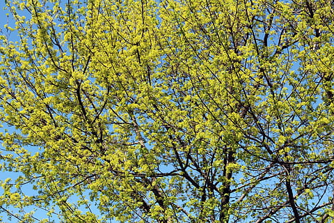 maple, tree, bloom, blossoming, forest, hardwood, pulp, sapling, seedling, softwood, stock, timber, topiary, wood, woods, spring, bud, nature, yellow, blue, oilseed Rape, plant, low angle view, beauty in nature, growth, branch, day, no people, tranquility, backgrounds, sky, full frame, plant part, leaf, outdoors, springtime, flowering plant, flower, tree canopy, directly below, 1080P, CC0, public domain, royalty free
