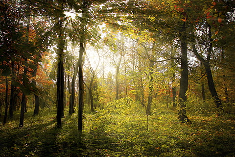 bosc durant el dia, raigs, bosc, tardor, paisatge, naturalesa, sol, fusta, llum, verd, temporada, arbres, caure, full, arbre, groc, a l'aire lliure, llum solar, llum - fenomen natural, raig de sol, color daurat, parc - l'home va fer espai, color taronja, bellesa a la natura, planta, terra, tranquil·litat, creixement, escena tranquil·la, escenics - natura, tronc de l'arbre, cap gent, tronc, medi ambient, canvi, idíl·lic, escena no urbana, col·lecció de tardor, arbre de coníferes, 2K, CC0, domini públic, lliure de regalies