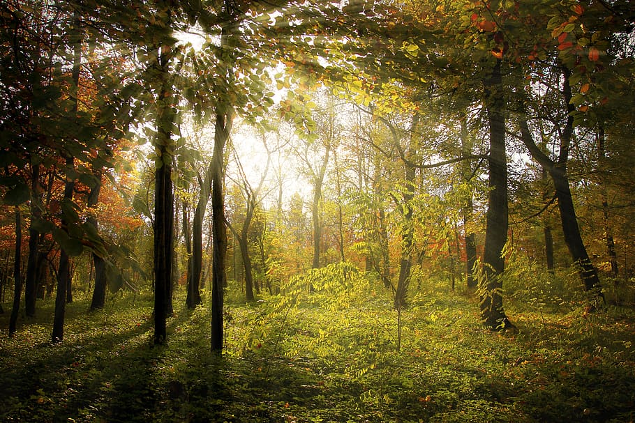 bosc durant el dia, raigs, bosc, tardor, paisatge, naturalesa, sol, fusta, llum, verd, temporada, arbres, caure, full, arbre, groc, a l'aire lliure, llum solar, llum - fenomen natural, raig de sol, color daurat, parc - l'home va fer espai, color taronja, bellesa a la natura, planta, terra, tranquil·litat, creixement, escena tranquil·la, escenics - natura, tronc de l'arbre, cap gent, tronc, medi ambient, canvi, idíl·lic, escena no urbana, col·lecció de tardor, arbre de coníferes, 2K