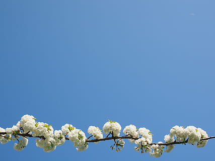 fiore di ciliegio, bianca, ciliegia, primavera, fiorire, fioritura, fiore bianco, albero, rami di fiori, herrlich, traboccante, lussureggiante, Blütenmeer, albero dei fiori, giorno d'estate, giorno soleggiato, blu, bellezza nella natura, cielo, fiore, cielo sereno, pianta fiorita, fragilità, freschezza, natura, pianta, nessuno, vulnerabilità, copia spazio, Colore bianco, giorno, crescita, all'aperto, Inquadratura dal basso, testa di fiore, morbidezza, un mazzo di fiori, 4K, CC0, dominio pubblico, privo di copyright
