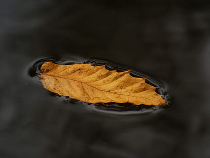 lonley leaf, gul, blad, vand, pyt, flyde, orange, vene, efterår, plante del, tæt på, ingen mennesker, studio skud, lave om, enkelt objekt, natur, selektiv fokusering, fjer, skrøbelighed, indendørs, sårbarhed, tør, faldende, mad og drikke, sort baggrund, blødhed, 2K, CC0, offentligt domæne, royaltyfrie