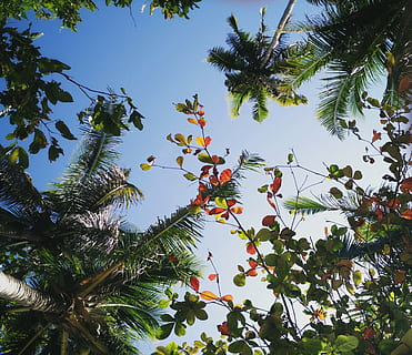 bomen, tropisch, uitzicht, kokosnoten, bloemen, kom tot rust, genieten, natuur, hemel, paradijs, exotisch, eiland, zomer, palm, blad, vakantie, boom, fabriek, groei, lage hoekweergave, schoonheid in de natuur, deel van de plant, geen mensen, groene kleur, dag, tak, kalmte, heldere lucht, buitenshuis, palmboom, zonlicht, tropisch klimaat, fruit, 2K, CC0, publiek domein, royaltyvrij