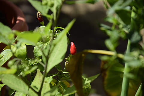 Chilli, liść, Zielony, roślina, wzrost, część rośliny, jedzenie i picie, jedzenie, świeżość, zdrowe odżywianie, zielony kolor, Natura, zbliżenie, piękno natury, selektywne skupienie, dobre samopoczucie, rolnictwo, owoc, dzień, warzywo, żadnych ludzi, czerwony, na dworze, prace ogrodowe, 4K, CC0, domena publiczna, darmowe zdjęcia
