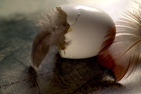 feather, ease, egg, nature, animal, no people, indoors, animal themes, close-up, group of objects, still life, studio shot, softness, animal wildlife, motion, selective focus, one animal, animals in the wild, vertebrate, table, vulnerability, fish, marine, 4K, CC0, public domain, royalty free