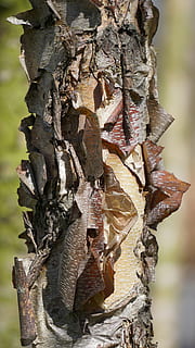 træ, bark, struktur, træstamme, birk, sølv, ru, tæt på, fokus på forgrunden, ingen mennesker, dag, plante, natur, bagagerum, udendørs, vækst, tekstureret, skønhed i naturen, Brun, mønster, selektiv fokusering, plante del, blad, lichen, naturlig tilstand, 5K, CC0, offentligt domæne, royaltyfrie