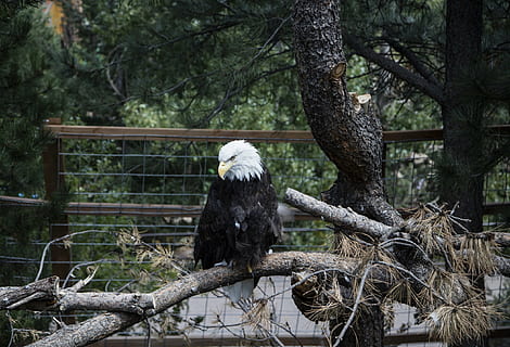 Hvidhovedet havørn, ørn, skaldet, perched, raptor, fugl, natur, træ, grene, vild, amerikansk, symbol, fjer, dom, majestætisk, vinger, rovdyr, Zoo, indelukke, dyr, plante, hvirveldyr, dyre temaer, dyreliv, dyr i naturen, afdeling, rovfugl, perching, ørn - fugl, et dyr, dag, ingen mennesker, udendørs, fuld længde, 2K, CC0, offentligt domæne, royaltyfrie