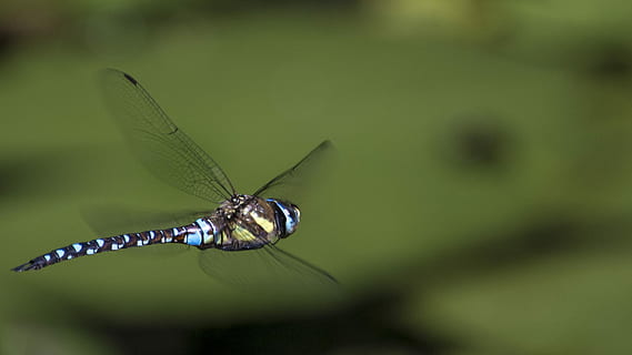 libelulă, zboară dragonfly, aripi, gândac, insectă, lac, animale tematice, un animal, animal, animale sălbatice, nevertebrat, animale în sălbăticie, animal aripă, natură, Culoarea verde, a închide, nici o persoana, plantă, selectiv, în aer liber, zi, parte a plantelor, frunze, să se concentreze asupra primelor elemente, partea corpului animalului, fluture - insectă, 1080P, CC0, domeniu public, fără drepturi de autor