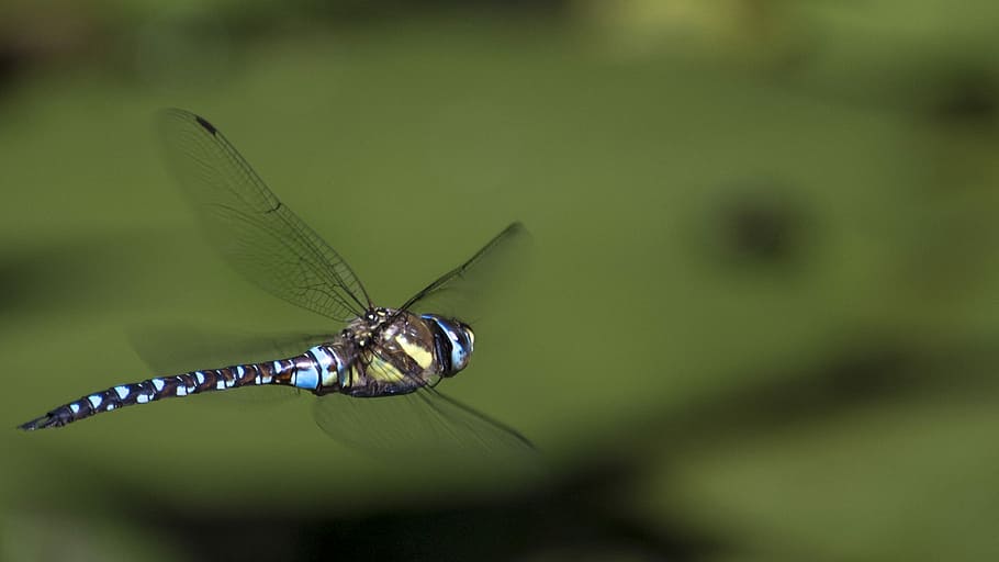 libelulă, zboară dragonfly, aripi, gândac, insectă, lac, animale tematice, un animal, animal, animale sălbatice, nevertebrat, animale în sălbăticie, animal aripă, natură, Culoarea verde, a închide, nici o persoana, plantă, selectiv, în aer liber, zi, parte a plantelor, frunze, să se concentreze asupra primelor elemente, partea corpului animalului, fluture - insectă, 1080P