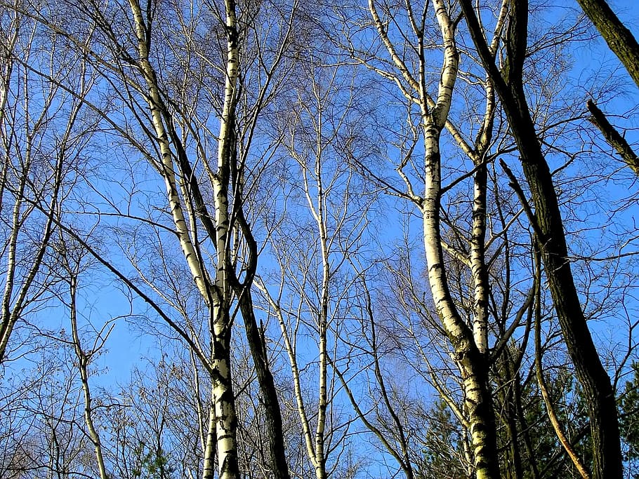 naturalesa, arbres, bedoll, arbre, planta, vista d’angle baix, cel, arbre nu, cap gent, branca, tranquil·litat, creixement, dia, bellesa a la natura, blau, cel clar, a l'aire lliure, alta - alta, tronc, terra, tronc de l'arbre, llum solar, copa de l'arbre, directament a sota, 2K