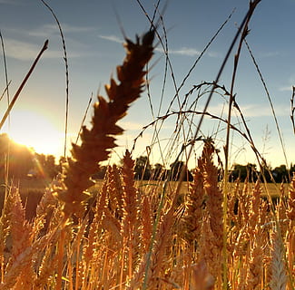 Waldegg, Winterthur, Seen, winterthur, seen, cereal plant, nature, growth, agriculture, crop, plant, sky, field, tranquility, beauty in nature, land, rural scene, no people, sunset, landscape, tranquil scene, close-up, sunlight, farm, scenics - nature, outdoors, stalk, oat - crop, 1080P, CC0, public domain, royalty free