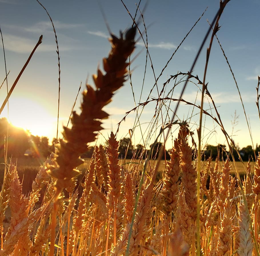 waldegg, winterthur, vist, winterthur, vist, planta de cereals, naturalesa, creixement, agricultura, cultiu, planta, cel, camp, tranquil·litat, bellesa a la natura, terra, escena rural, cap gent, posta de sol, paisatge, escena tranquil·la, primer pla, llum solar, granja, escenics - natura, a l'aire lliure, tija, cultiu d’avena, 1080P