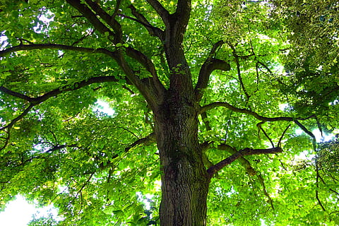 boom, romp, boomstam, boomtop, tak, gebladerte, blad, bladeren, fabriek, groene kleur, groei, lage hoekweergave, natuur, schoonheid in de natuur, weelderig gebladerte, geen mensen, kalmte, buitenshuis, zonlicht, deel van de plant, milieu, land-, dag, Boomkap, 4K, CC0, publiek domein, royaltyvrij
