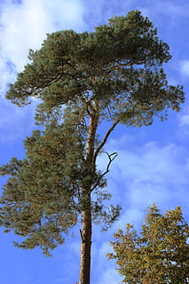 Baum, Fichte, Wald, Krone, Nadelbaum, Pflanze, Himmel, Flachwinkelansicht, wolke - himmel, Wachstum, keine Leute, Natur, Tag, Ruhe, Ast, Schönheit in der Natur, draußen, Blau, grüne Farbe, Baumstamm, Kofferraum, ruhige Szene, Herbst, Nicht-städtische Szene, 5K, CC0, gemeinfrei, lizenzfrei