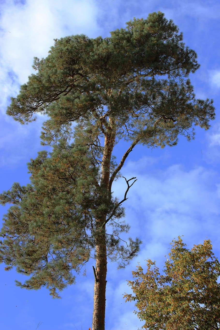 Baum, Fichte, Wald, Krone, Nadelbaum, Pflanze, Himmel, Flachwinkelansicht, wolke - himmel, Wachstum, keine Leute, Natur, Tag, Ruhe, Ast, Schönheit in der Natur, draußen, Blau, grüne Farbe, Baumstamm, Kofferraum, ruhige Szene, Herbst, Nicht-städtische Szene, 5K
