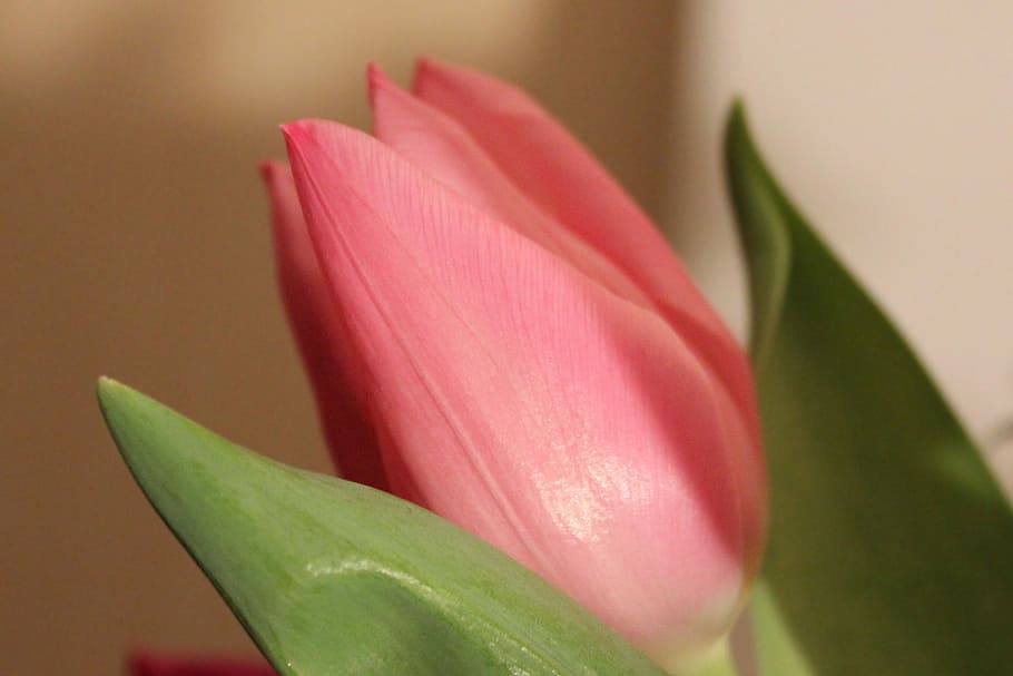 tulipa, salmó, primavera, naturalesa, planta, flor, color rosa, pètal, full, cap de flor, lliri, nenúfar, bellesa a la natura, primer pla, color verd, botànica, nenúfar de lotus, frescor, cap gent, planta amb flors, creixement, fragilitat, vulnerabilitat, inflorescència, centrar-se en primer pla, part de la planta, enfocament suau, 2K