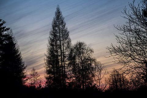 solnedgang, himmel, skyer, vest, sol, lys, baggrundslyset, landskab, træer, skønhed, gradient, baldakin, konary, natur, træ, Skov, udendørs, silhuet, plante, skønhed i naturen, ro, rolig scene, scenics - natur, ingen mennesker, ikke-urbane scene, vækst, sky - himmel, jord, lav vinkel visning, bare træ, idyllisk, Mark, 5K, CC0, offentligt domæne, royaltyfrie