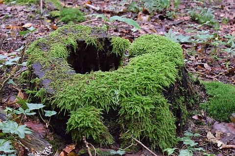 tocón de árbol, musgo, Iniciar sesión, bosque, putrefacción, antiguo, naturaleza, vegetación, planta, al aire libre, color verde, crecimiento, nadie, día, de cerca, parte de la planta, hoja, campo, tierra, vista de alto ángulo, belleza en la naturaleza, tranquilidad, planta suculenta, frescura, jardín, cactus, puntiagudo, 5K, CC0, dominio público, libre de derechos