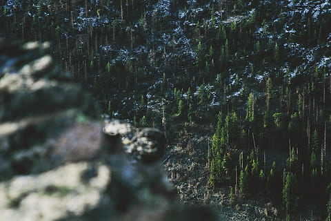 topo, ver foto, verde, pinhal, Pinheiros, Preto, Colina, dia, céu, aéreo, foto, floresta, árvore, natureza, ao ar livre, cor verde, panorama, ninguém, scenics, tranquilidade, plantar, terra, crescimento, foco seletivo, beleza na natureza, tronco de árvore, tronco, fechar-se, scenics - natureza, cena tranquila, foco no fundo, árvore conífera, 2K, CC0, domínio público, royalty free