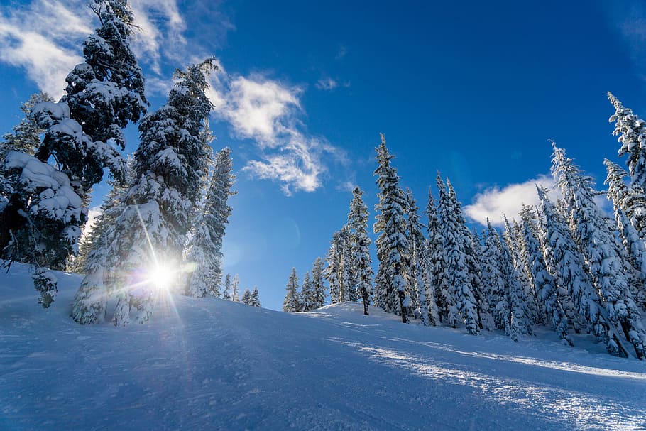 červí oko, Pohled, strom, pokryté, sníh, les, kopec, zelená, listnatý, stromy, zimní, sezóna, borovice, Studený, evergreen, Příroda, krajina, teplota za studena, modrý, mráz, bílý, venku, hora, scén, nebe, zamrzlý, led, mimoměstské scény, krása v přírodě, klidné scény, jedle, slunečního světla, smrk, nikdo, Vánoce, jehličnatého stromu, studená teplota, rostlina, scenics - příroda, životní prostředí, přistát, odlesk objektivu, slunce, zasněžené hory, borové lesy, 5K