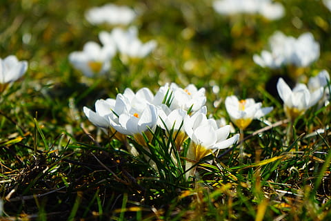 blanc, fleurs, vert, feuilles, printemps, Prairie, crocus, Fermer, plante, fleur, Floraison, couleur blanche, fraîcheur, plante à fleurs, vulnérabilité, fragilité, beauté dans la nature, croissance, la nature, pétale, mise au point sélective, journée, herbe, terre, personne, champ, inflorescence, tête de fleur, en plein air, 5K, CC0, domaine public, libre de droits