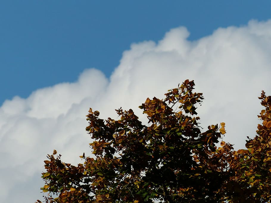 cel, núvols, muntanyes de núvols, blanc, blau, arbre, Linde, lipovina, tardor, color de la tardor, naturalesa, full, a l'aire lliure, temporada, bosc, branca, planta, núvol - cel, cap gent, vista d’angle baix, bellesa a la natura, dia, creixement, tranquil·litat, escenics - natura, escena tranquil·la, escena no urbana, llum solar, idíl·lic, secció alta, còpia espai, 4K