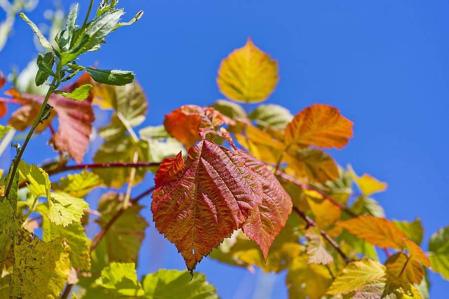 blau, gerds, naturalesa, fons, natural, fulles, temporada, vermell, branca, arbust, brillant, contra, bonic, disseny, textura, llum, fresc, decoratiu, ornament, siberia, dia assolellat, groc, verd, cel blau, bosc de tardor, full, part de la planta, planta, bellesa a la natura, tardor, creixement, primer pla, cel, cap gent, canvi, dia, centrar-se en primer pla, frescor, arbre, vista d’angle baix, vulnerabilitat, a l'aire lliure, condició natural, 5K