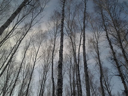 alberi, betulla, foresta, le foglie, cielo, natura, natura vivente, tronco, ramo, autunno, giallo, paesaggio, autunno dorato, corteccia di betulla, legno di betulla, foresta d'autunno, parco, albero nudo, albero, incendio forestale, bosco, pianta, la tranquillità, nessuno, tronco d'albero, terra, Inquadratura dal basso, crescita, bellezza nella natura, all'aperto, scena tranquilla, fotogramma intero, alto - alto, 1080P, CC0, dominio pubblico, privo di copyright