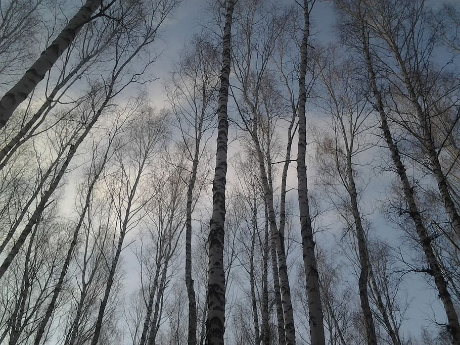 arbres, bedoll, bosc, fulles, cel, naturalesa, naturalesa viva, tronc, branca, tardor, groc, paisatge, tardor daurat, escorça de bedoll, bosc de tardor, parc, arbre nu, arbre, incendi forestal, planta, tranquil·litat, cap gent, tronc de l'arbre, terra, vista d’angle baix, creixement, bellesa a la natura, a l'aire lliure, escena tranquil·la, marc complet, alta - alta, 1080P